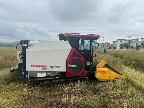 港联证券 油菜新品种“中油早1号”大面积示范单产创新高